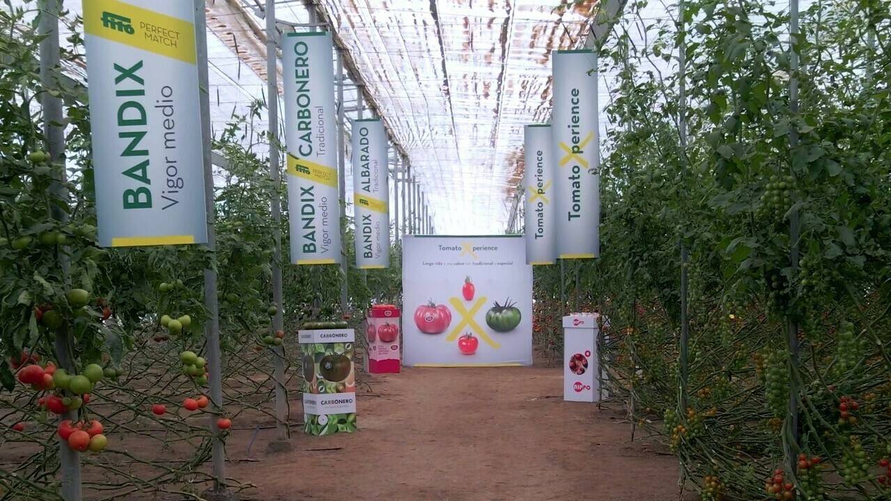 semillas-fito-tomatoxperience|semillas-fito-tomatoxperience|semillas-fito-tomatoxperience